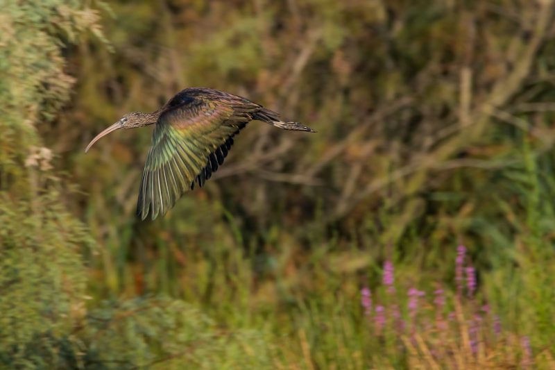 Ibis falcinelle dans le Gard
